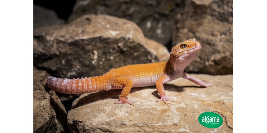 El gecko Leopardo
